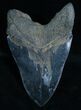 Lower Megalodon Tooth - Nice Serrations #6058-2